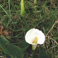 Zantedeschia aethiopica (L.) Spreng.